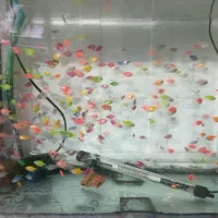 ماهی سبزه عید نوروز