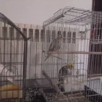 کنسول بازی و  عروس هلندی تخم گذار|کنسول، بازی ویدئویی و آنلاین|اصفهان, ارغوانیه|دیوار