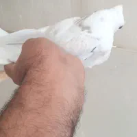 جوجه کفتر سرور کاکلی پاپر|پرنده|کرج, شهرک فهمیده|دیوار