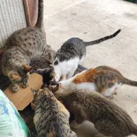 واگذاری چند بچه گربه