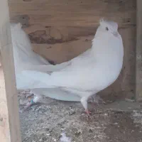 کفتر اراکی|پرنده|ساوه, |دیوار