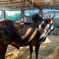 گوساله گاو نر سرشاخی|حیوانات مزرعه|گتاب, |دیوار