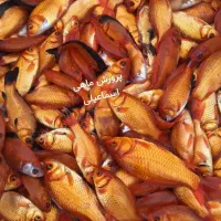 ماهی گلدفیش|ماهی|قم, شهر قائم|دیوار