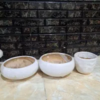 گل آپارتمانی بنسای و کاکتوس گلدان سرامیکی|گل و گیاه طبیعی|شیراز, تندگویان|دیوار