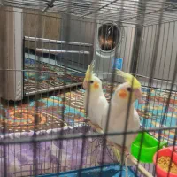 عروسهلندی|پرنده|ری, شهید بهشتی|دیوار