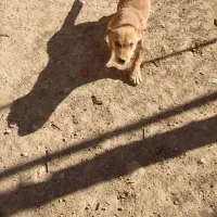 سگ پا کوتاه