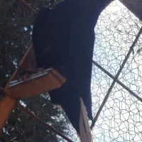 نرمایه ذاغدمسفید|پرنده|کرمان, |دیوار