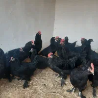 خروس فروشی|حیوانات مزرعه|مشهد, شهید احمدی روشن|دیوار