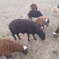 بره قوچ سیمی