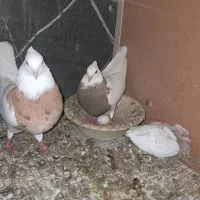 20جفت کبوتر طوقی