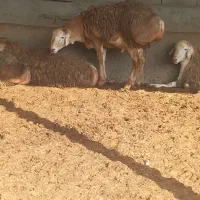 بره نره چینی