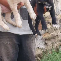 تیل نر و ماده قدرجونی