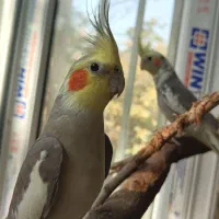 عروس هلندی|پرنده|تهران, شهرک محلاتی|دیوار