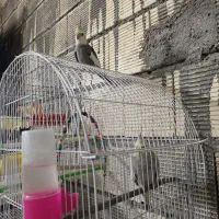 دوعدد عروس هلندی مولود و دوتا قناری