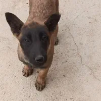 دوعدد توله مالنیوز قدرجونی