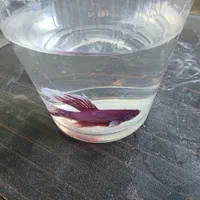 ماهی فایتر مینیاتوری رنگ خاص و پچه فلاور کینگ سایز