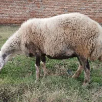 گوسفند آبست