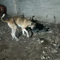 سگ سرابی  سه  دانه فی 16|سگ|اهر, |دیوار