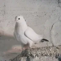 کبوتر