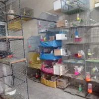 فروش انواع پرنده|پرنده|ایذه, |دیوار