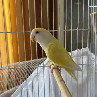 طوطی برزیلی ماده