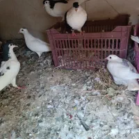 کبوتر ساده|پرنده|بیرجند, |دیوار