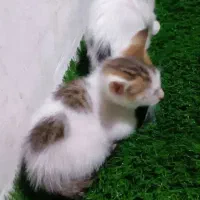 واگذاری بچه گربه|گربه|لاهیجان, کوی خزر|دیوار