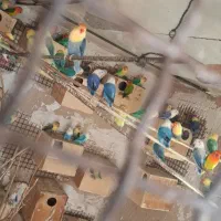 پرنده|پرنده|شیراز, پودنک|دیوار