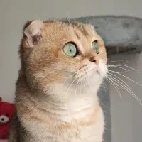 توله گربه های بریتیش و اسکاتیش بریتیش|گربه|اهواز, کوروش|دیوار