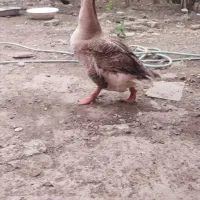 یک عدد قو غاز نر