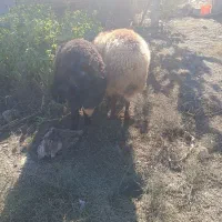 2عدد گوسفند چاق(نر)|حیوانات مزرعه|سیمین شهر, |دیوار