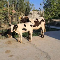 جنگل رو گوساله ماده گاو