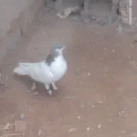 کبوتر