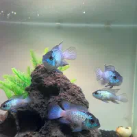 ماهی آکواریوم اسکات فلاور بلو اکارا پنگوسی