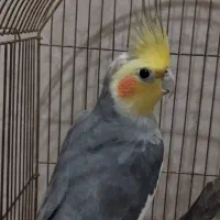 عروس هلندی نر سینامون