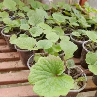 گل سینره بهاری