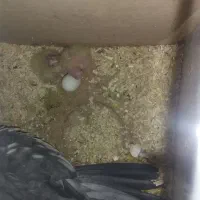 عروس هلندی مولد|پرنده|داران, |دیوار