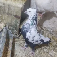 کبوتر پرنده|پرنده|مرودشت, نقش رستم|دیوار