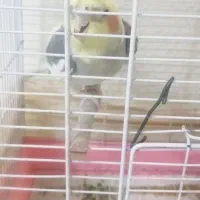 ، فروش عروس هلندی