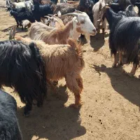 ۳۶بز و ۳۶بزغاله