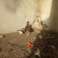 فروش دوعدد مرغ لاری با جوجه ها دوعدد