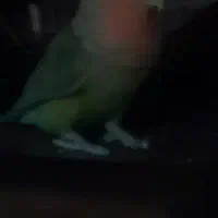 کوتوله برزیلی جفت