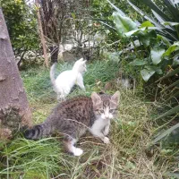 واگذاری ۳ بچه گربه|گربه|لشت نشا, |دیوار