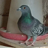 پلاکی ماده