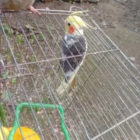 عروس هلندی|پرنده|رحیم‌آباد, |دیوار