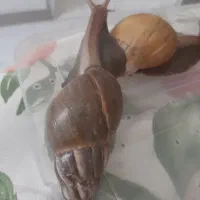 فروش حلزون مولد