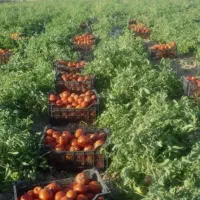 ۵هکتار زمین کشاورزی با آب دایرموتور وقنات