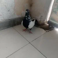 کفتر سینه سیاه