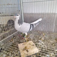 کفتر