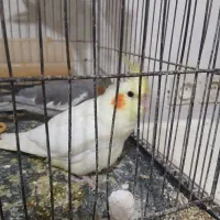 ستا عروس هلندی